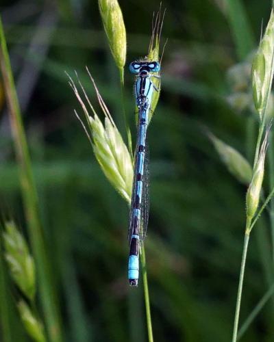 Enallagma cyathigerum